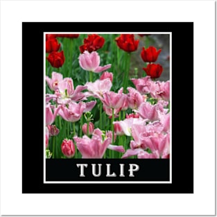 Beautiful Combination of Red Tulip Flower and Pink Tulip Flower Photography Posters and Art